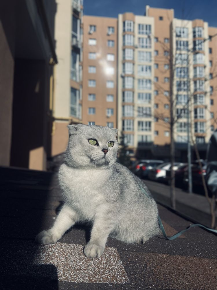 Чистокровные шотландские  котята