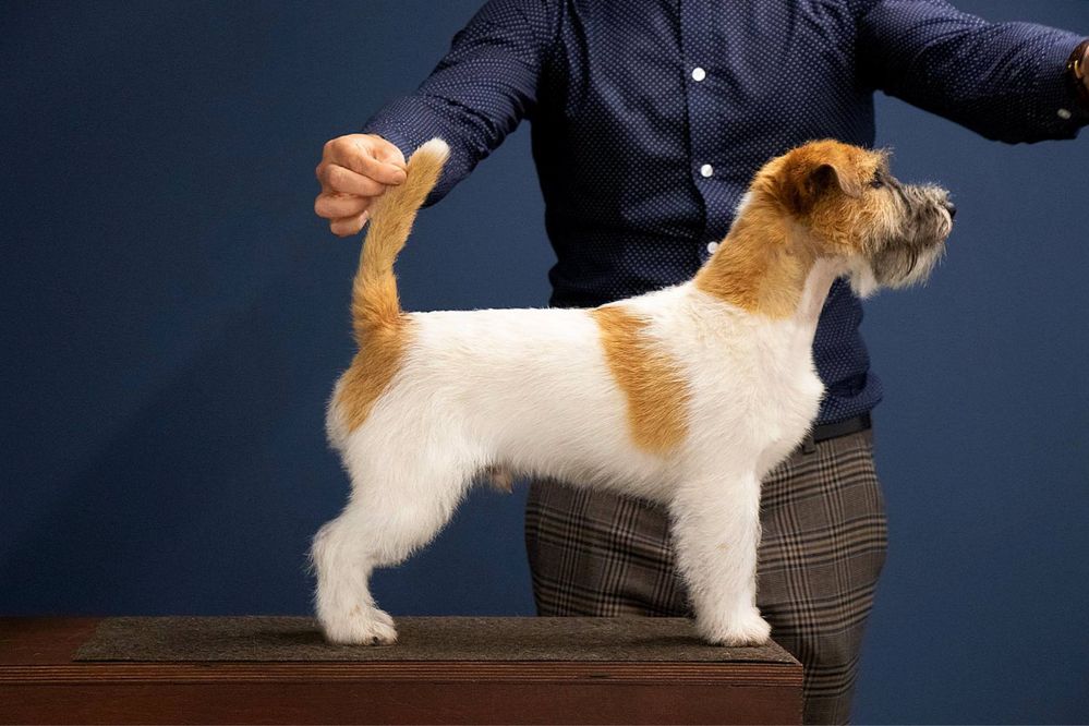 Jack Russell Terrier FCI ZKWP samiec pies reproduktor