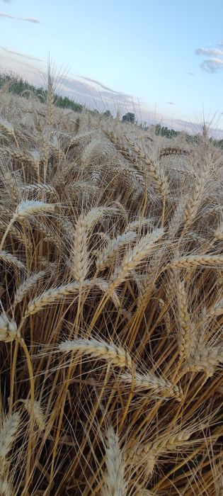 Pszenica ozima (oścista typu A)