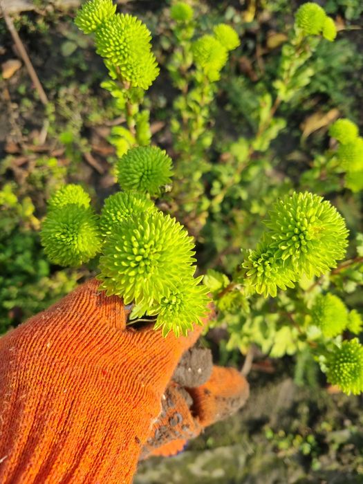 Саженцы кровавый щавель книфофия примула морозник