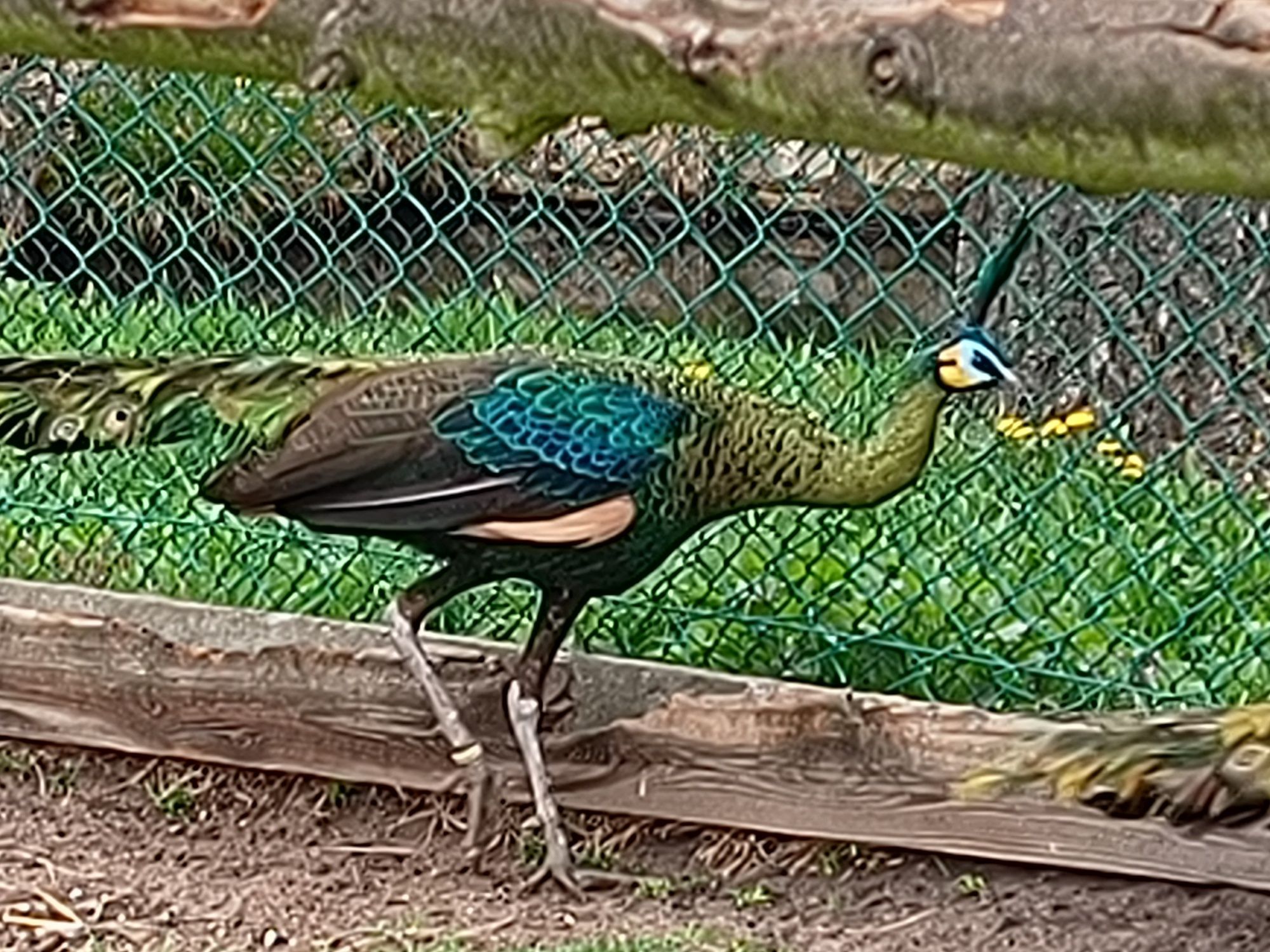 Sprzedam pawie zielone (muticus imp.)