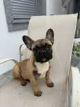Bulldog francês m