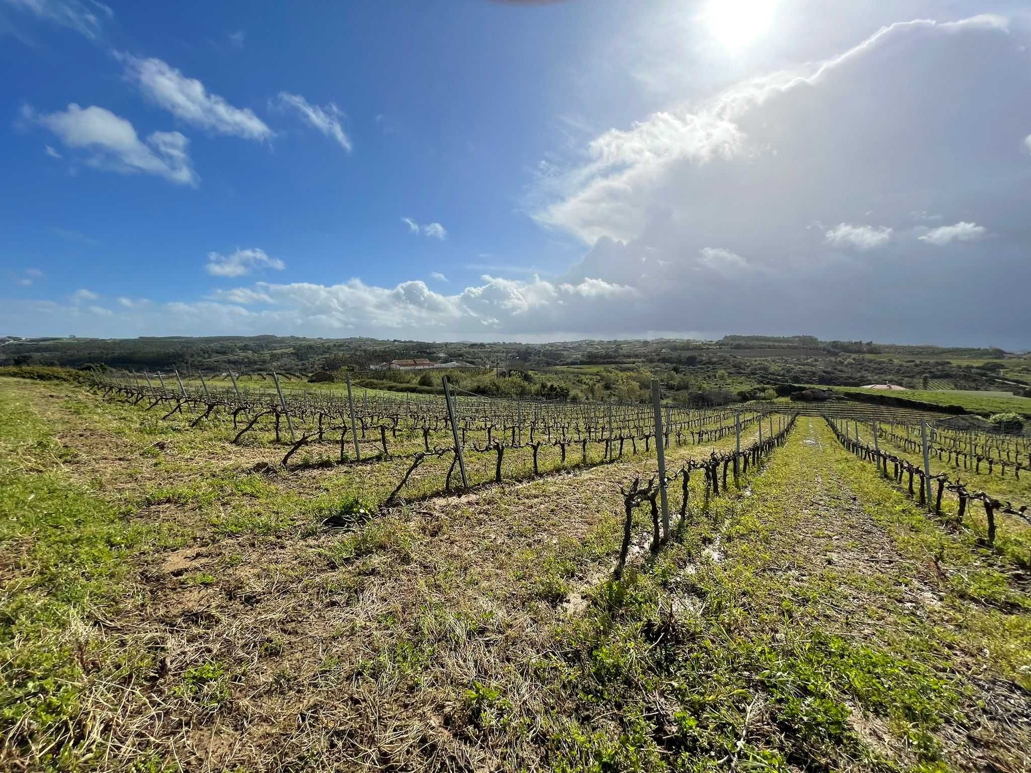 2 hectares vinha com lote moradia para quintas ou enoturismo