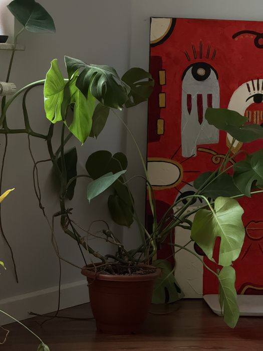 Monstera dziurawa