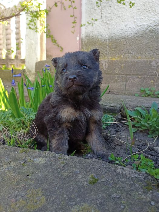 Продам цуценят Німецької вівчарки