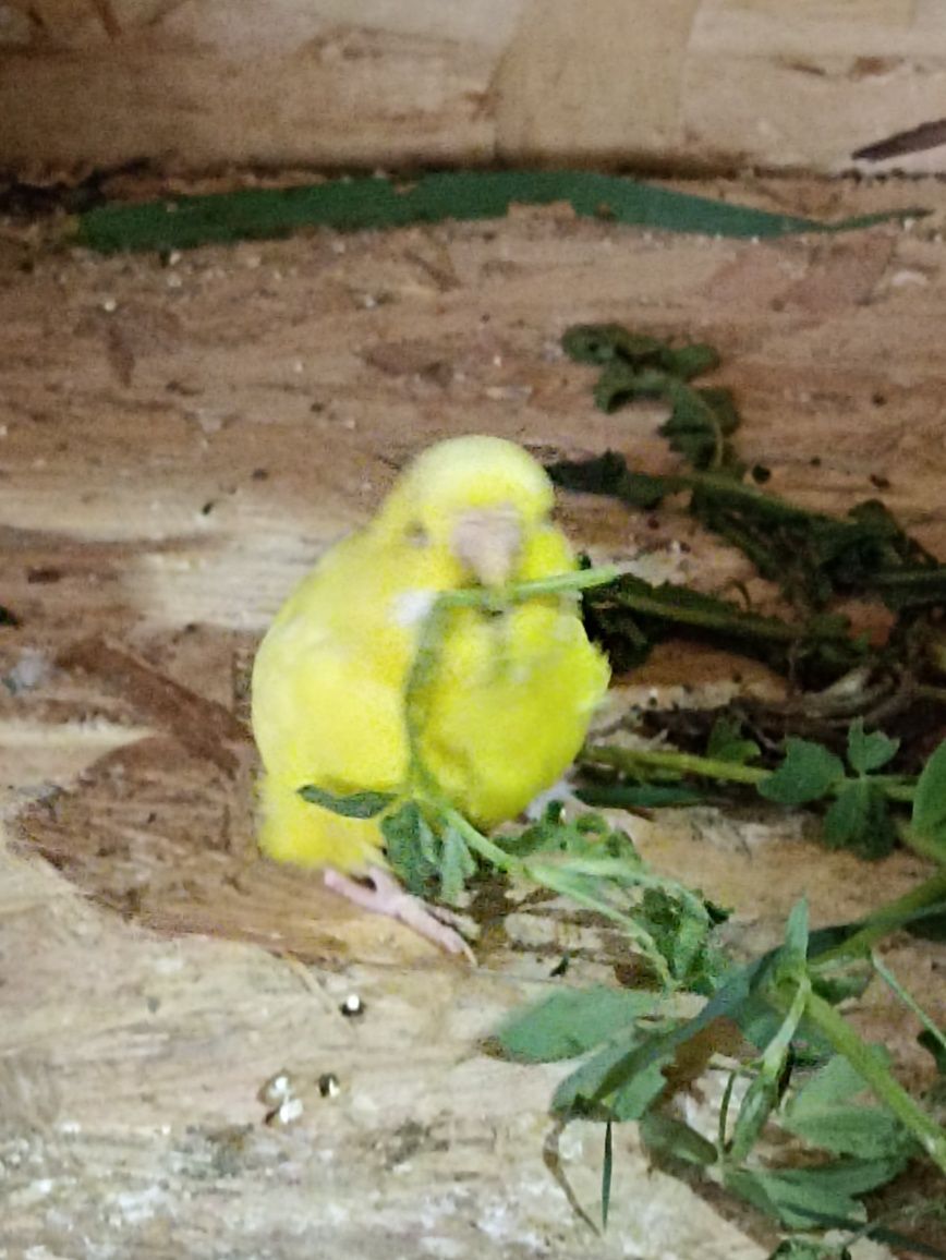 Хвилясті папуги жовтого окрасу