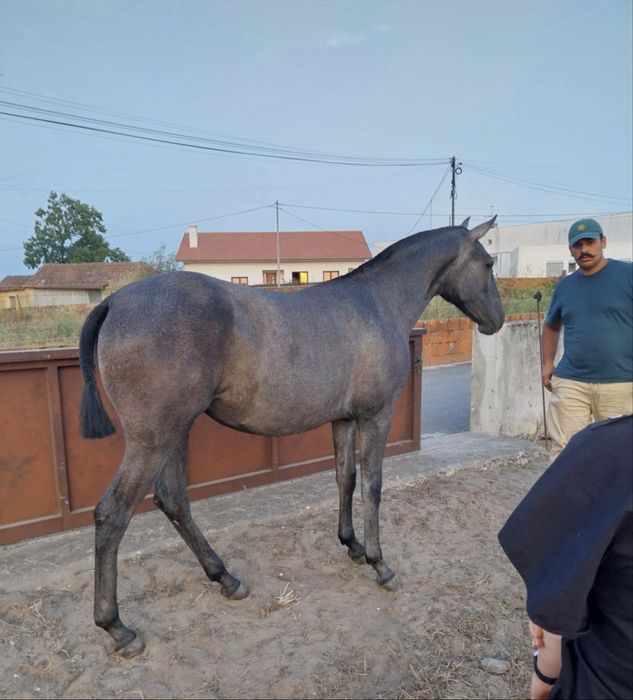 Psl poldra livro Azul