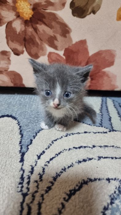 Віддам маленьких хвостиків у добрі та люблячі руки