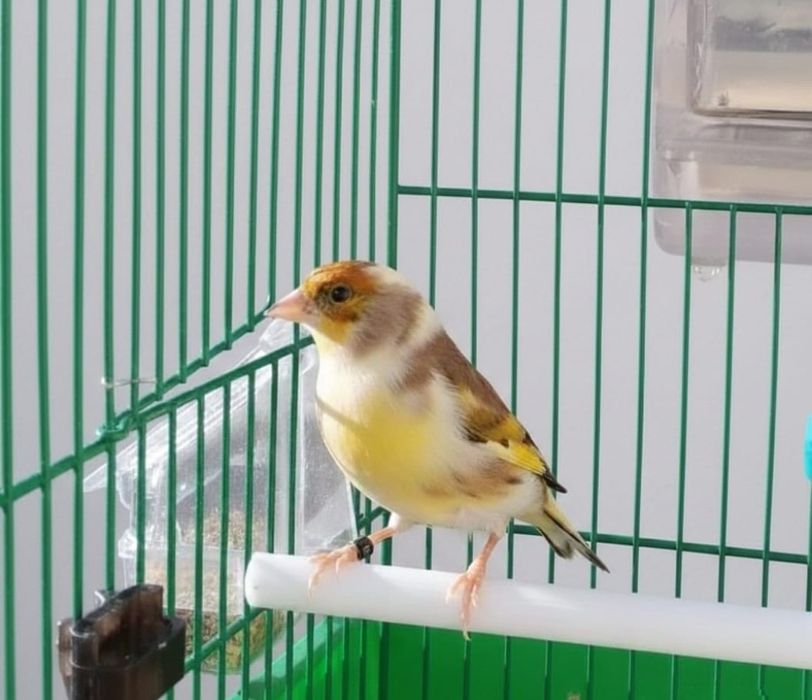 Canários Híbridos (Ler a descrição)