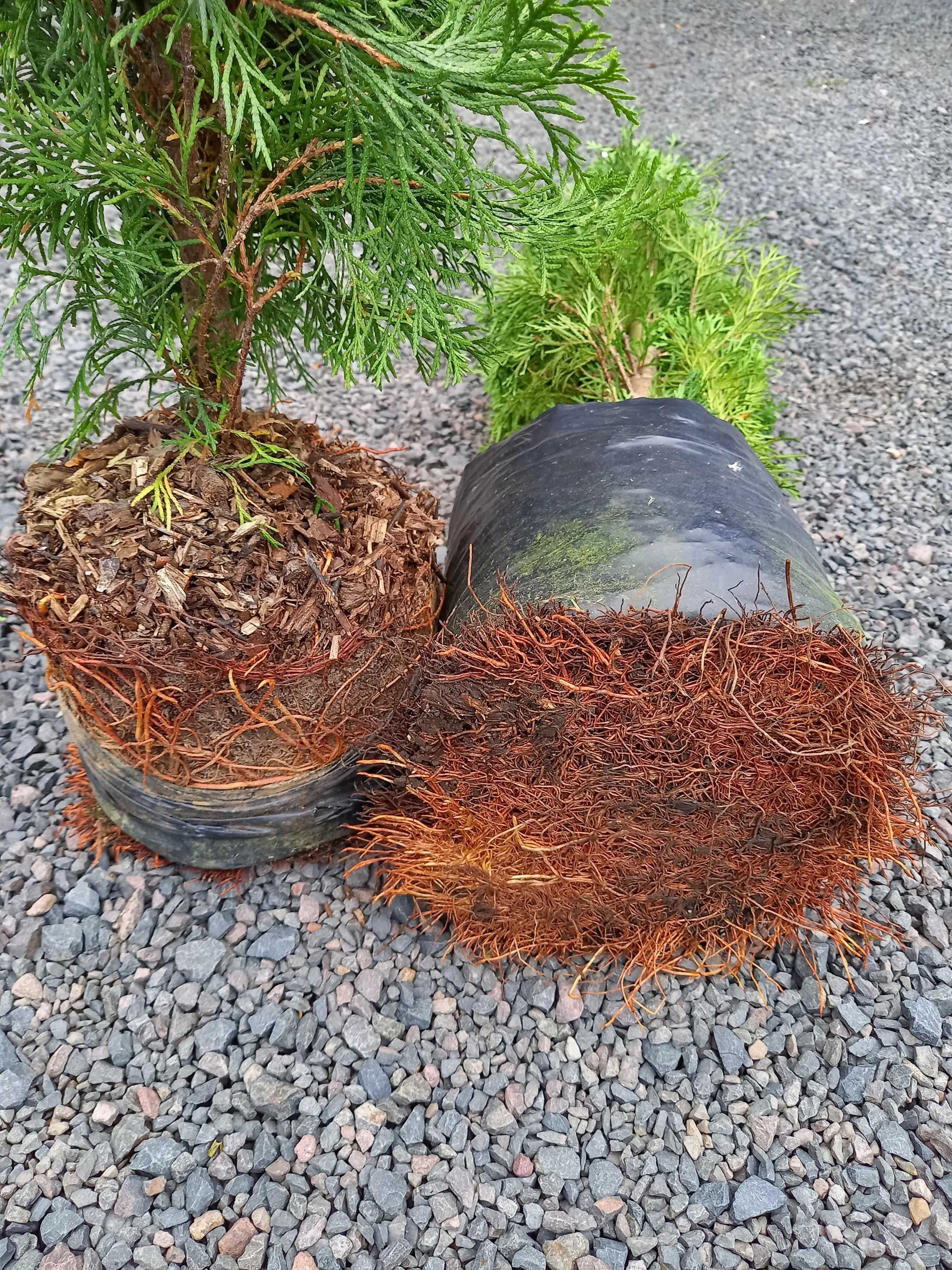 Thuja Tuja Szmaragd 100-120 cm donica 5 l SUPER JAKOŚĆ