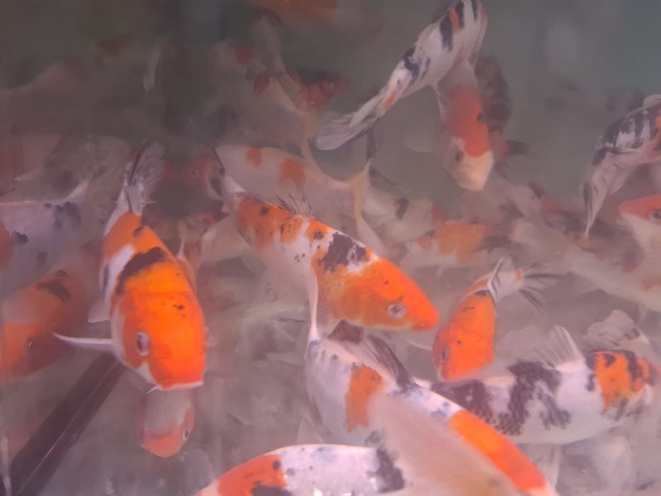 Karp koi 25 cm Sklep Altum Sierakowice