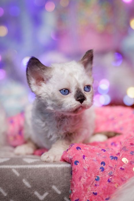 Devon Rex* Kotka niebieskooka* Be Iconic - owieczka