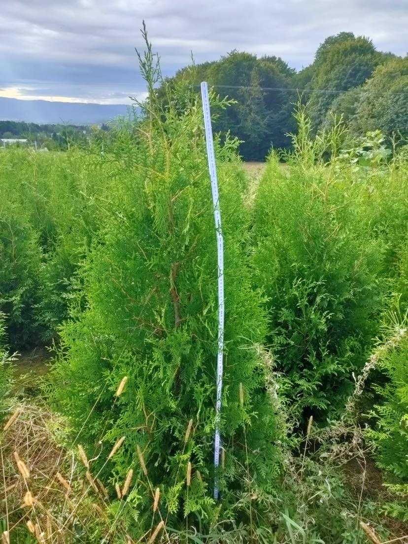 Tuja Brabant thuja 180cm Mega Gęsta promocja