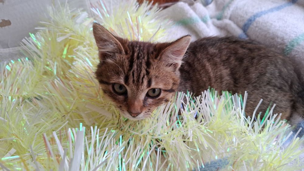 Кошеня, хлопчик,  2 місяця в добрі руки