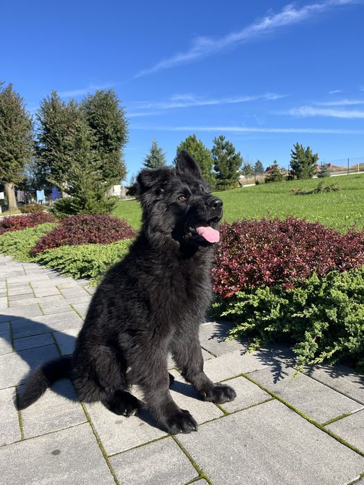 Szczeniak owczarek niemiecki długowłosy