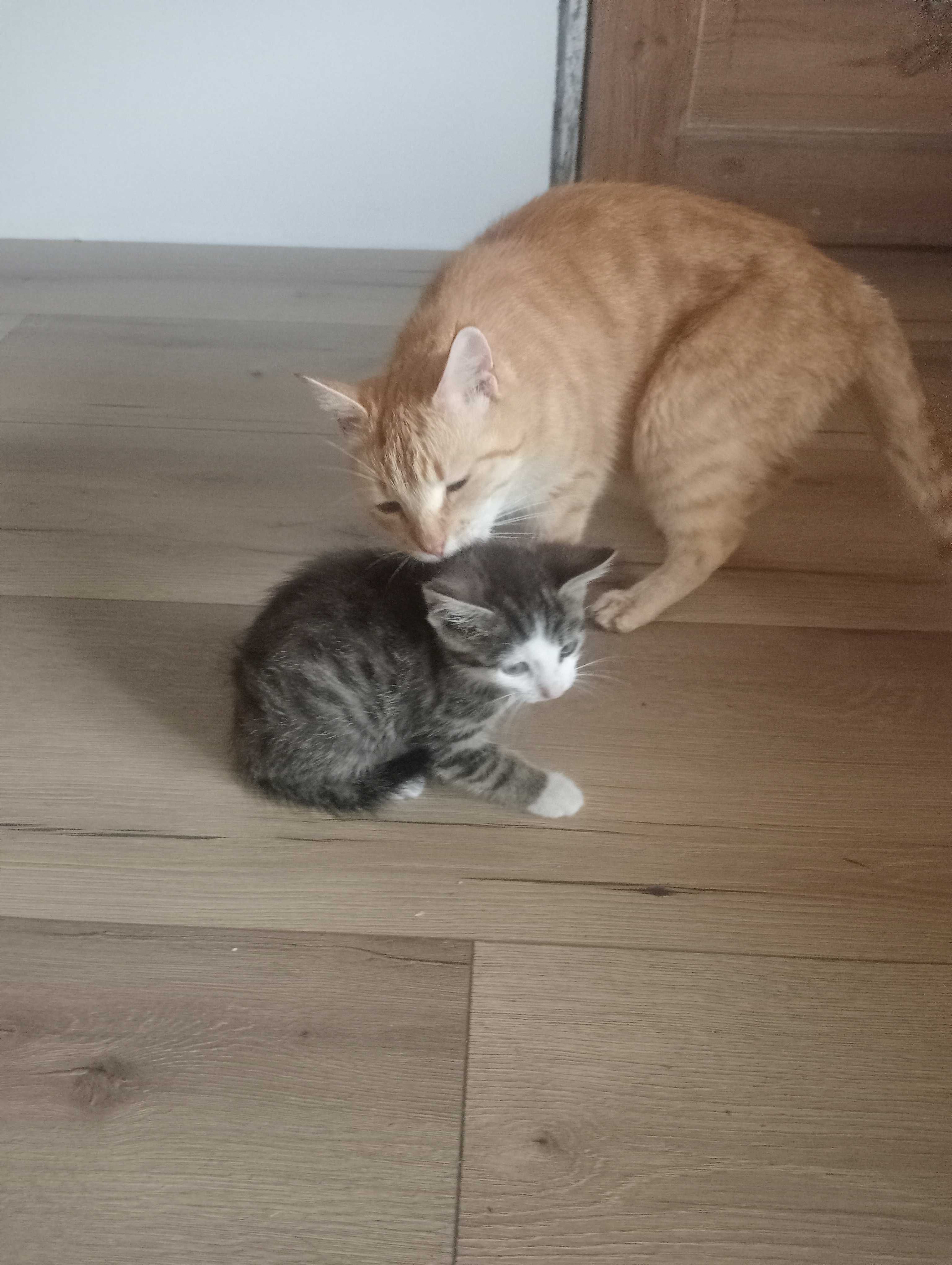 KOCUREK 4mce dobrze wychowany i zaprzyjaźniony z dziećmi i pieskami.