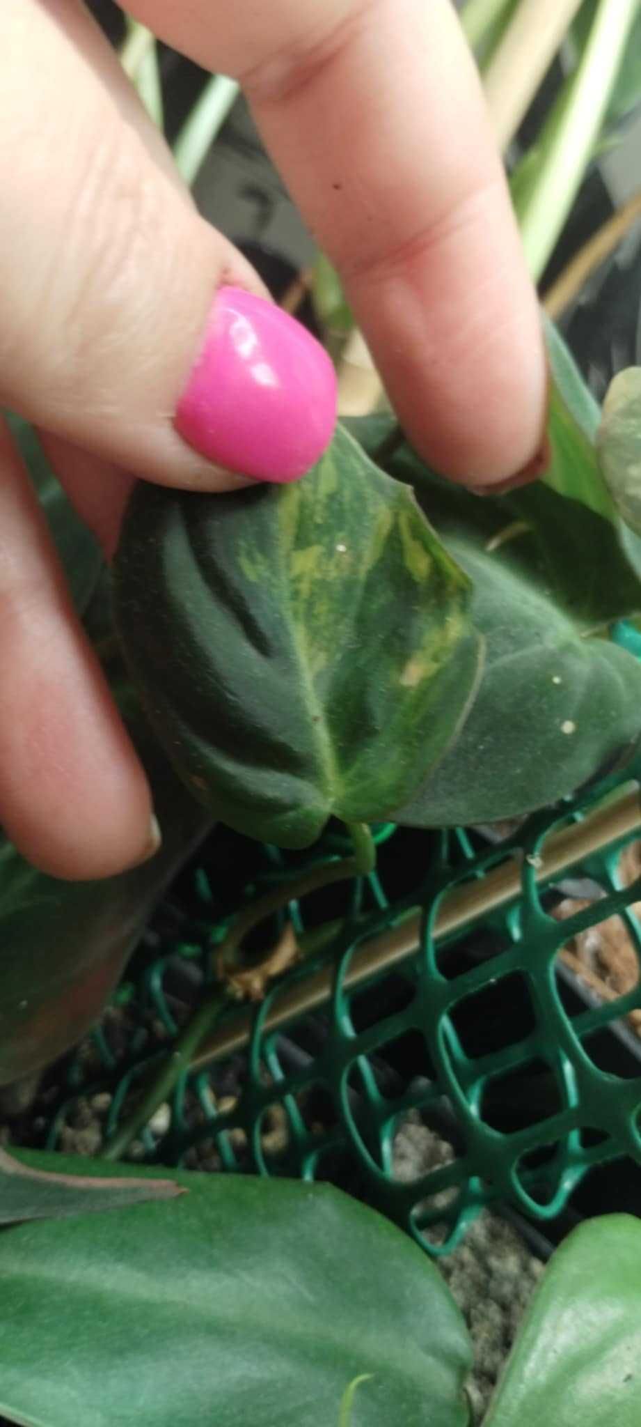 philodendron miscant variegata szczyt, cięty regres
