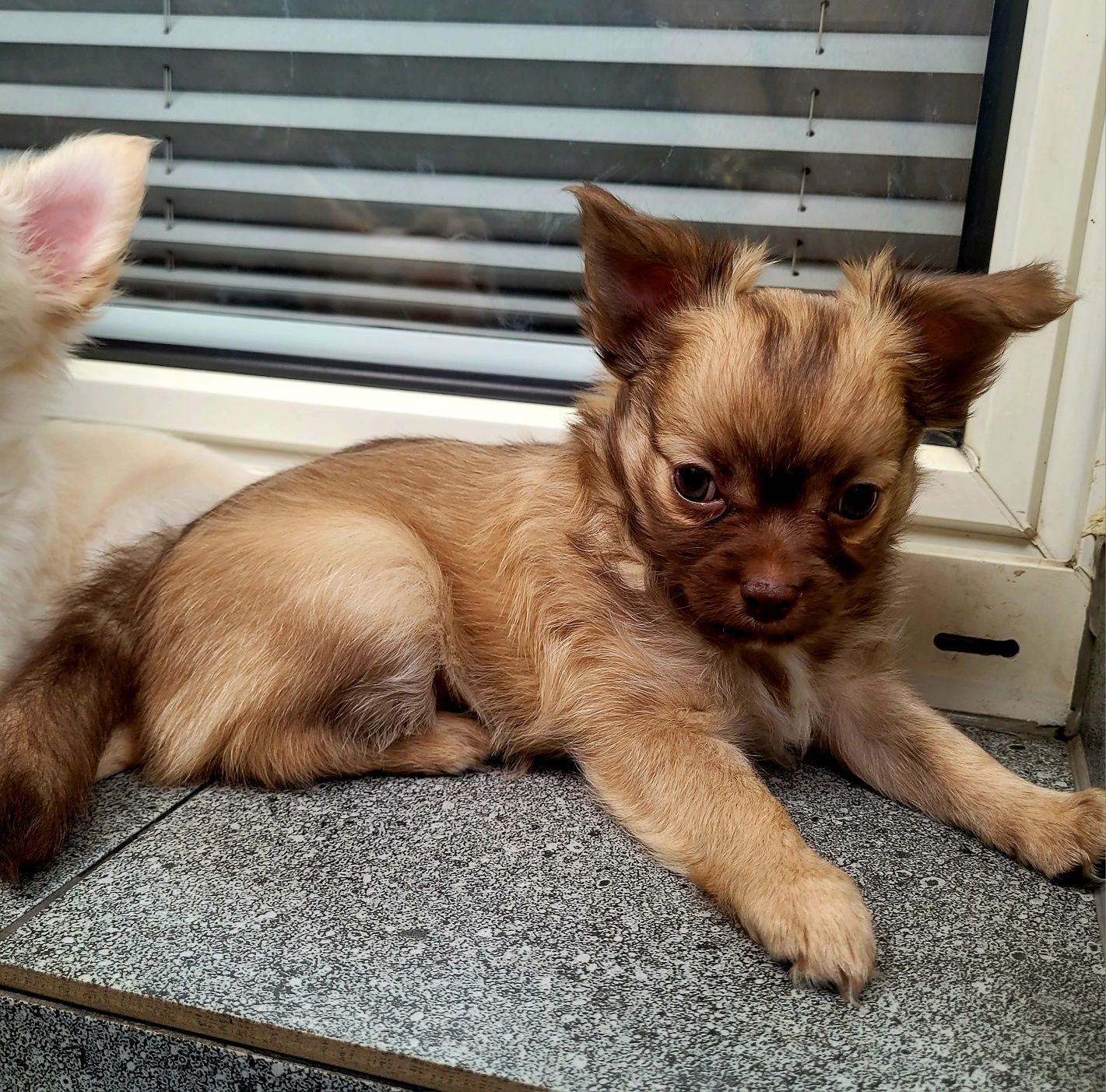 chihuahua  piesek samczyk piękny długowłosy