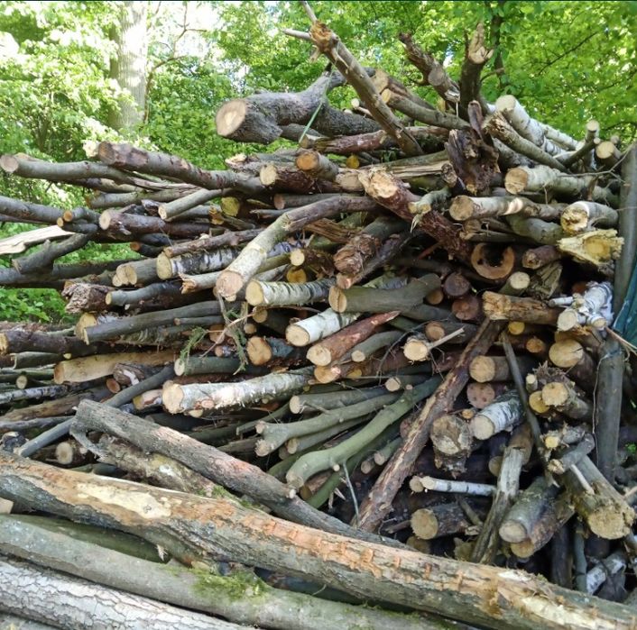 Gałęziówka dębowa