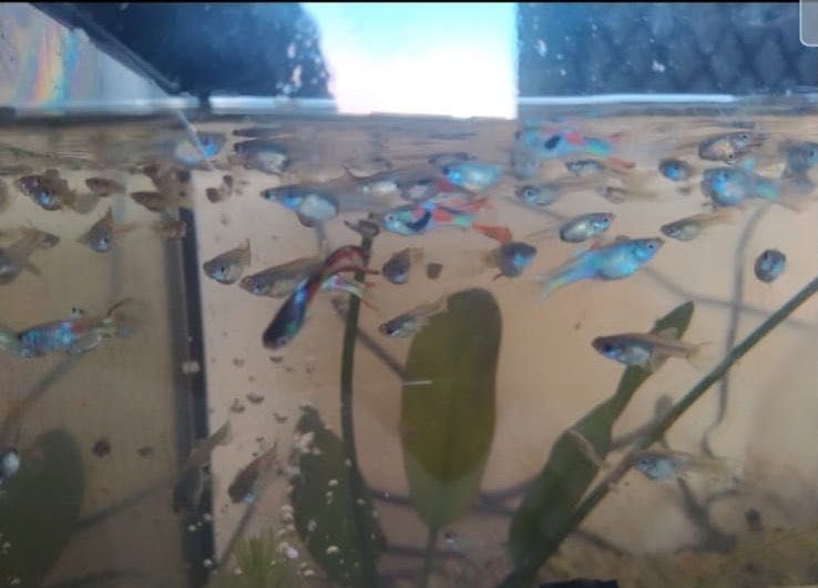 Guppys adultas prenhas