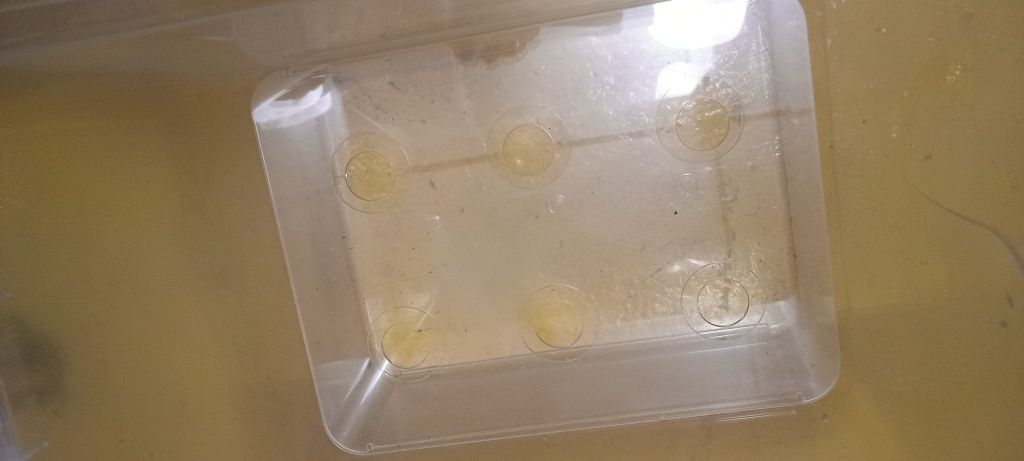 Pojemnik na wafelki do lodów z otworami