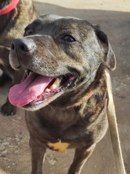 Kyra - Cadela média para adoção