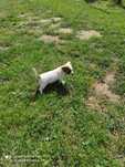 Jack Russell terrier
