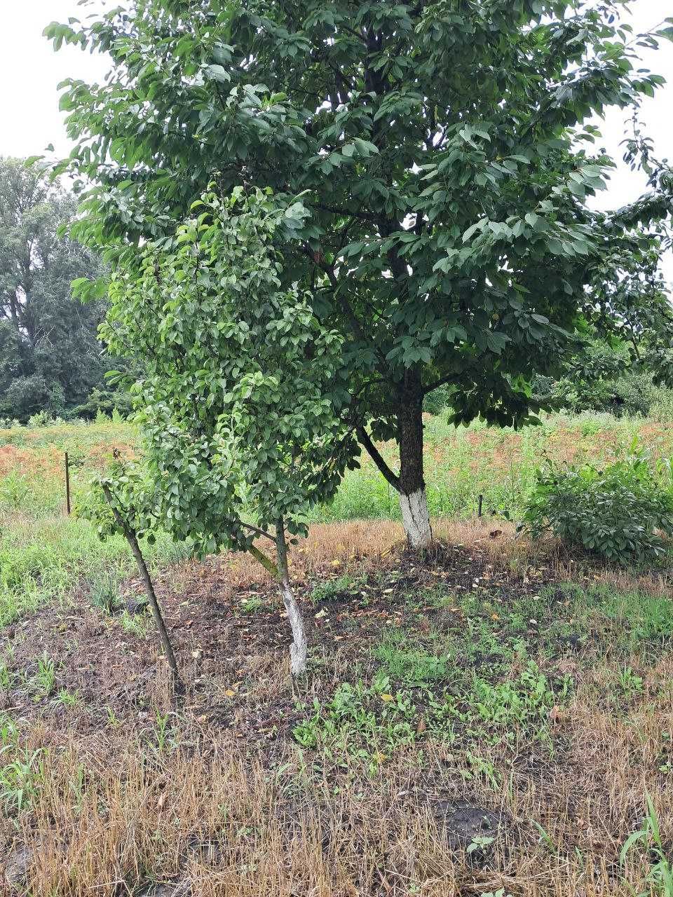 Продам дом в с. Новый Быков Нежинского района