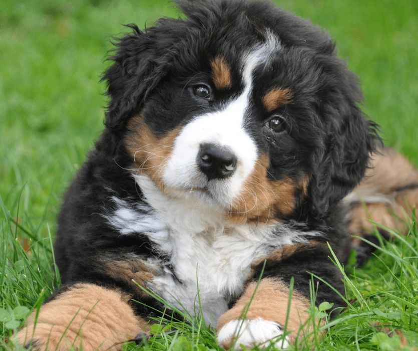 Berneński Pies Pasterski