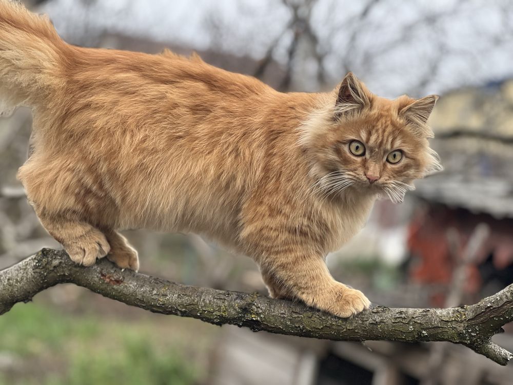 Отдам в хорошие руки кошку !