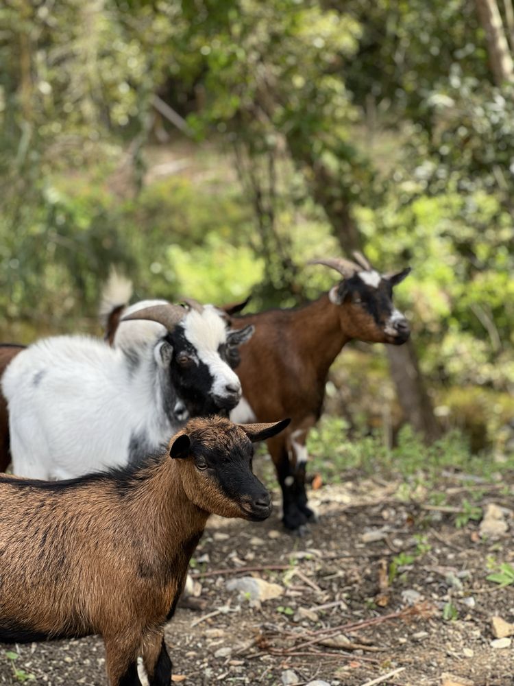 Cabras anãs desparasitadas/vacinadas para venda!