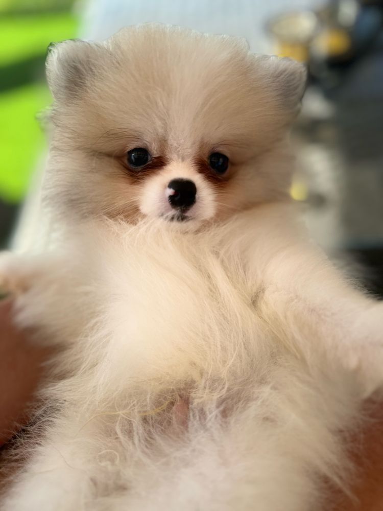 Spitz Alemão macho