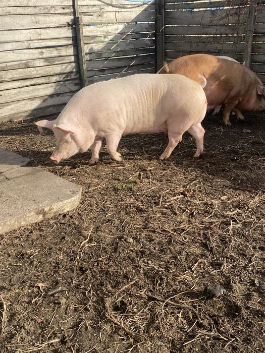 Поросята( 3 породний гібрид) з під ф1 . Та первістки Ф1