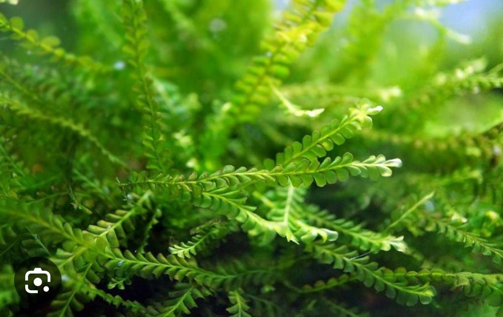 Аквариумный мох,растения для аквариума,разные виды