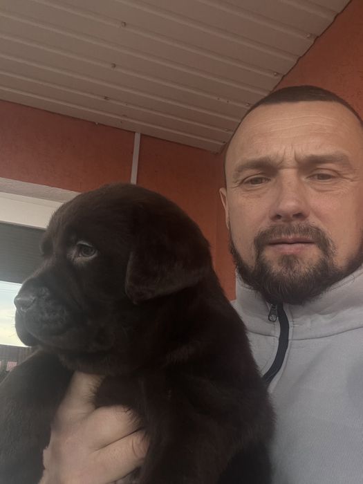 Дівчинка( темний гіркий шоколад)