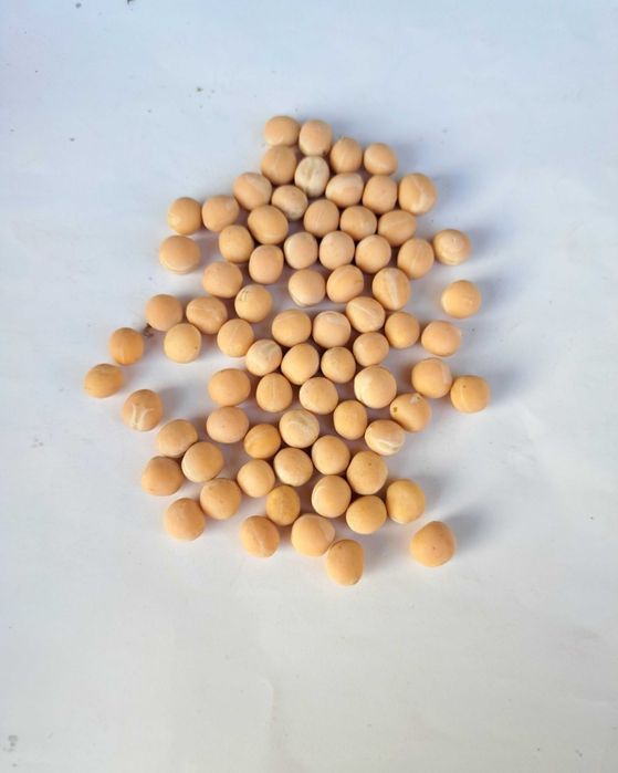 Ярий горох Гайдук, Глянс