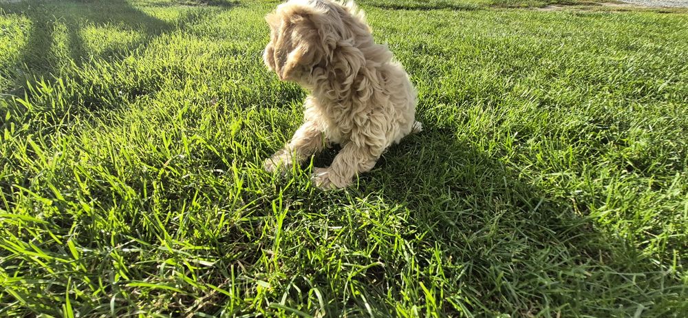 Maltipoo piesek cudny