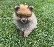 Szpic Pomeranian -Ajra