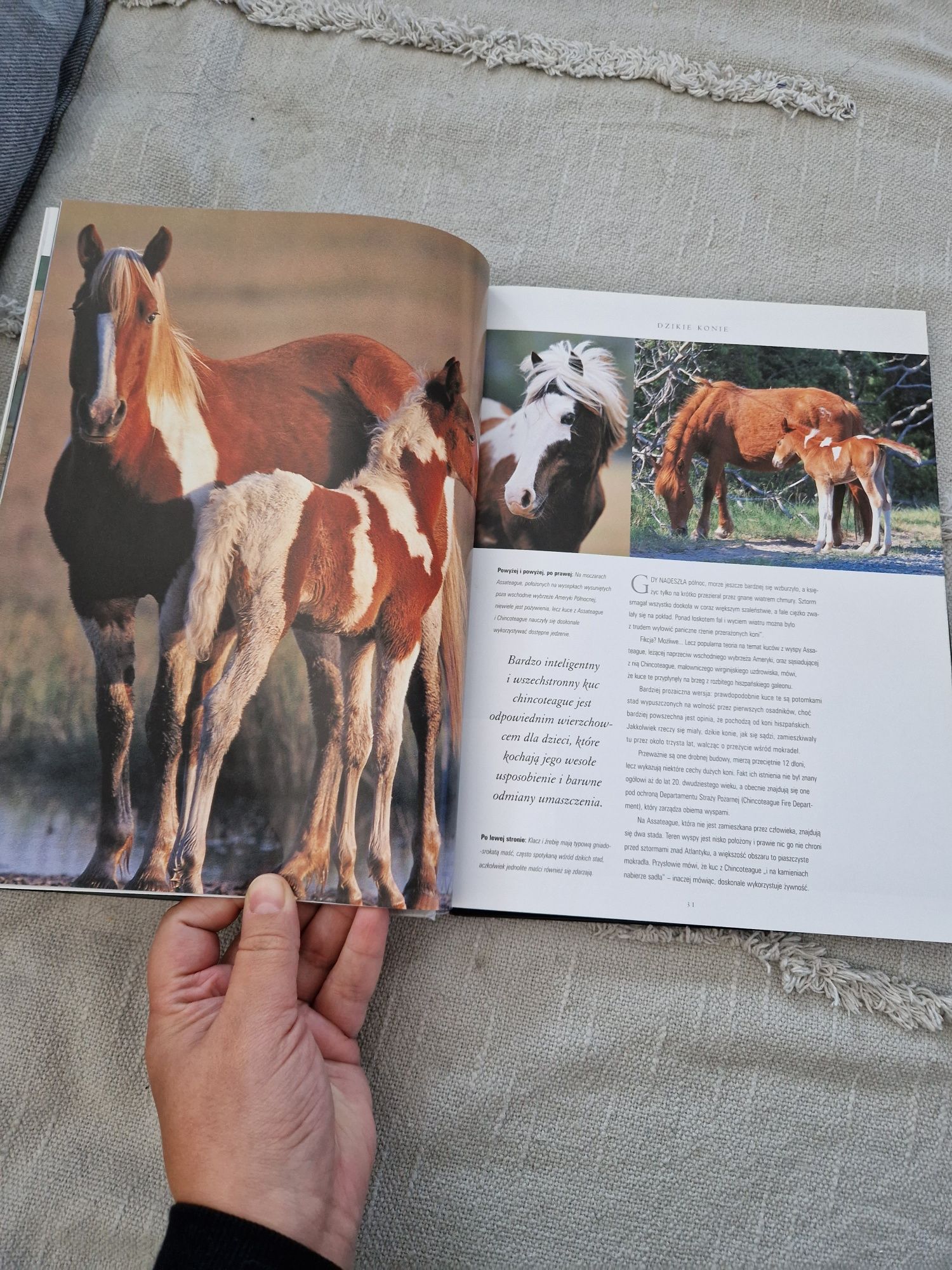 Piękno konia album fotograficzny o koniach