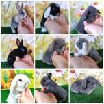 PIĘKNE Mini Lop królik karzełek niderlandzki  rex baranki teddy