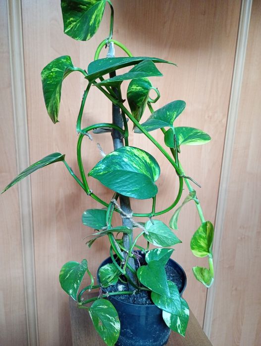 Kwiaty doniczkowe ozdobne