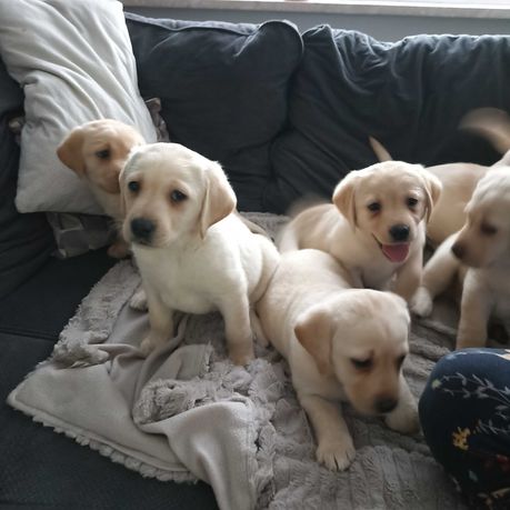 Sprzedam szczeniaka Labrador retriever