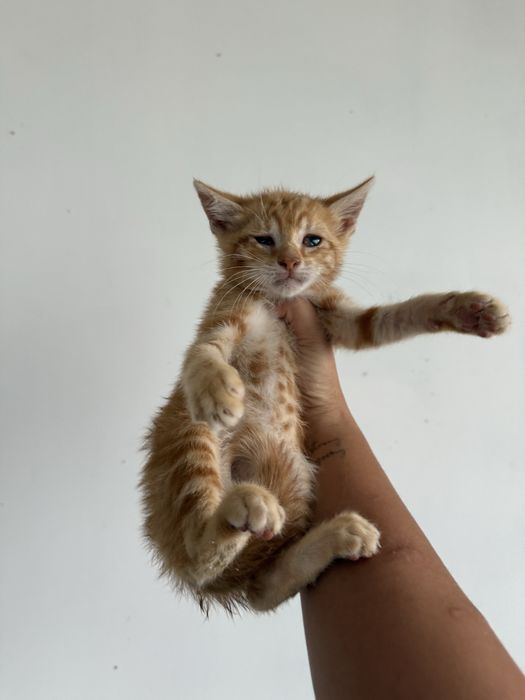 gatinho 1 mês e meio mimalho