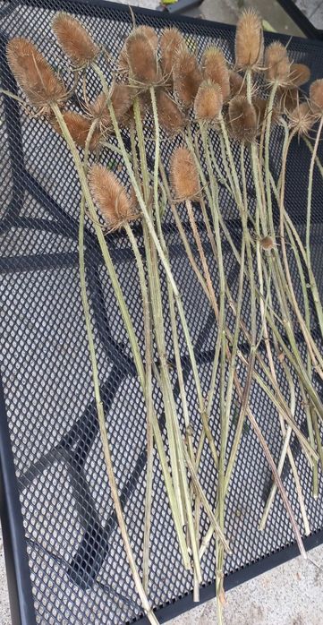 Szczeć oset suszony na bukiety stroiki kompozycje kwiatowe - 10 sztuk