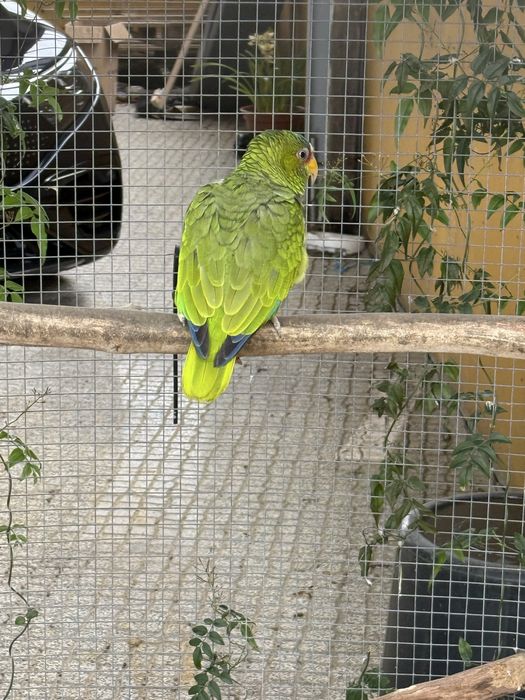 Amazona Albifron fêmea