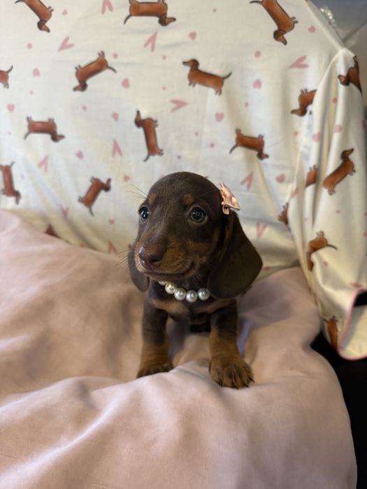 Teckel Kaninchen LINDA