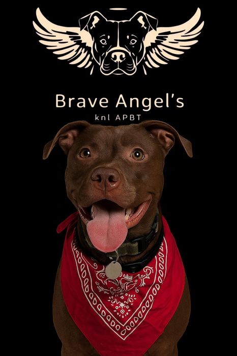 Питбули с хорошей родословной