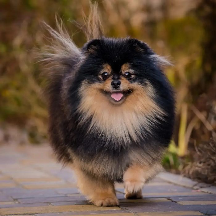 Померанские мальчики для вязок.