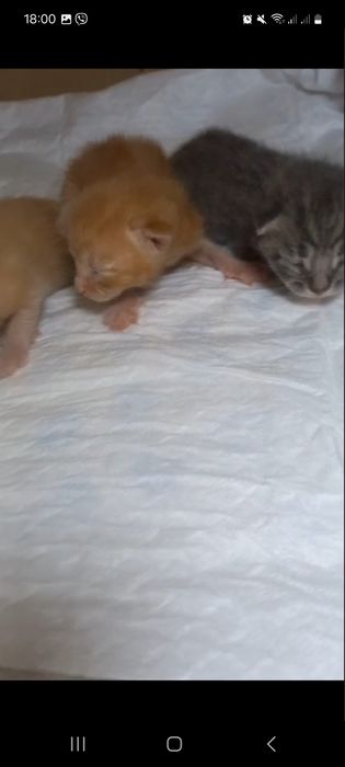 Красивые маленькие котята
