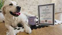 Golden retriever FCI ZKwP szczenięta piesek po championie, dogoterapia